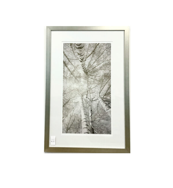 Taupe Canopy I
