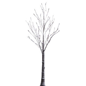Lighted Snowy Tree