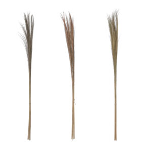 Dried Natural Feather Grass Bunch