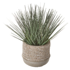 Baja Potted Grass Green
