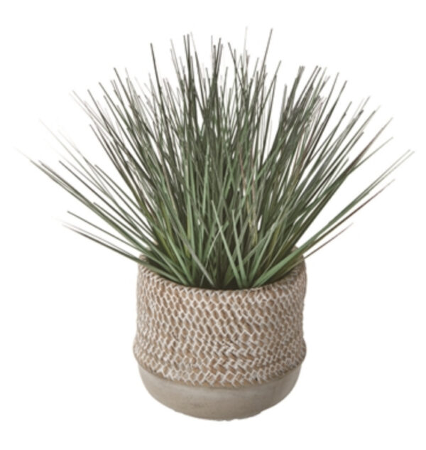 Baja Potted Grass Green