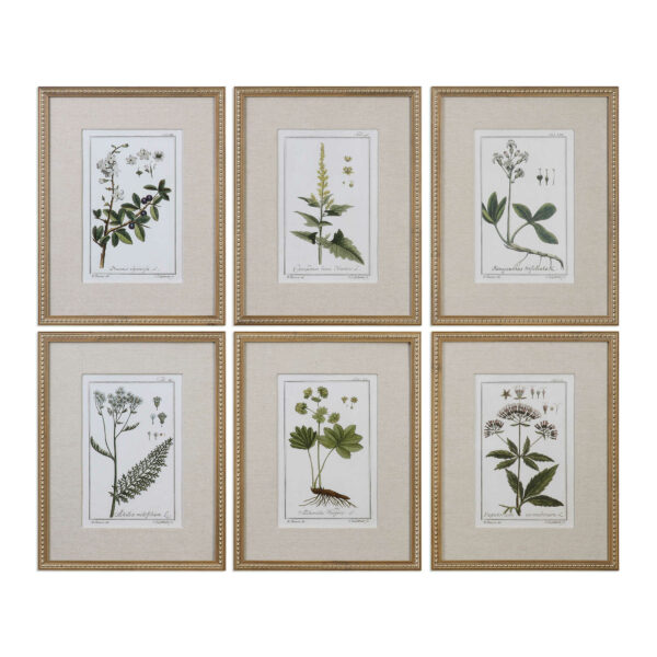 Green Floral Botanical Study Framed Prints (set of 6)