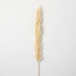 Plume Stem